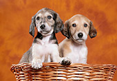 PUP 21 CB0027 01
Two Saluki Puppies Sitting In Wicker Basket In Studio
