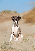 PUP 21 CB0031 01
Whippet Puppy Sitting On Sand