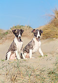 PUP 21 CB0032 01
Two Whippet Puppies Sitting On Sand