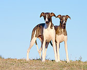 PUP 21 CB0033 01
Two Whippet Puppies Standing On Dry Grass