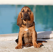 PUP 21 CB0034 01
Bloodhound Puppy Sitting By Pool