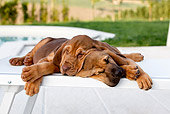 PUP 21 CB0035 01
Two Bloodhound Puppies Sleeping On Chair By Pool