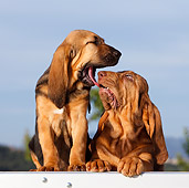 PUP 21 CB0037 01
Two Bloodhound Puppies Yawning On Chair
