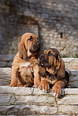 PUP 21 CB0038 01
Two Bloodhound Puppies On Stone Steps