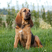 PUP 21 CB0040 01
Bloodhound Puppy Sitting On Grass