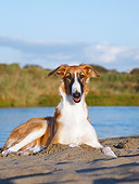 PUP 21 CB0043 01
Borzoi Puppy Laying On Beach
