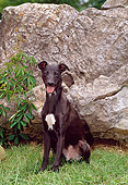 PUP 21 CE0032 01
Whippet Puppy Sitting On Grass By Boulder