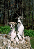 PUP 21 CE0033 01
Whippet Puppies Sitting In Hollow Log In Forest