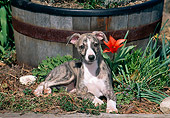 PUP 21 CE0034 01
Whippet Puppy Laying By Planter Box And Flower