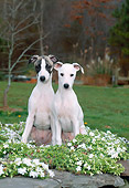 PUP 21 CE0035 01
Whippet Puppies Sitting On Grass By White Flowers