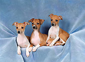 PUP 21 FA0008 01
Italian Greyhound Puppies Laying In Studio