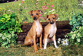 PUP 21 FA0009 01
Italian Greyhound Puppies Sitting By Log And Wildflowers