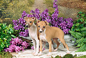 PUP 21 FA0010 01
Italian Greyhound Puppies Standing On Wooden Deck By Purple Flowers