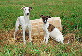 PUP 21 FA0011 01
Whippet Puppies Standing And Sitting On Grass By Wooden Barrel