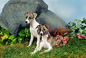 PUP 21 FA0012 01
Whippet Puppies Sitting On Grass By Boulder