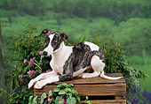PUP 21 FA0013 01
Whippet Puppy Laying On Wooden Crate By Pink Flowers