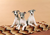 PUP 21 FA0014 01
Whippet Puppies Laying On Brown Blanket In Studio
