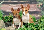 PUP 21 FA0015 01
Basenji Puppies Sitting In Garden