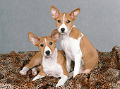 PUP 21 FA0016 01
Basenji Puppies On Blanket In Studio
