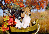 PUP 21 FA0017 01
Italian Greyhound Puppies Sitting In Wooden Bucket By Autumn Trees