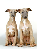 PUP 21 GL0001 01
Two Whippet Puppies Sitting On White Seamless