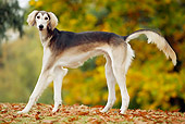 PUP 21 JE0001 01
Saluki Puppy Standing On Grass And Fallen Leaves