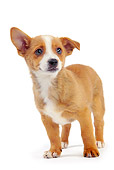 PUP 21 JE0003 01
Portuguese Podengo Puppy Standing On White Seamless