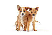 PUP 21 JE0004 01
Two Portuguese Podengo Puppies Standing On White Seamless