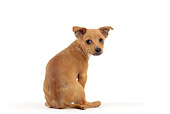 PUP 21 JE0005 01
Portuguese Podengo Puppy Sitting On White Seamless