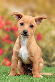 PUP 21 JE0006 01
Portuguese Podengo Puppy Sitting On Grass In Garden
