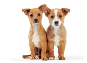 PUP 21 JE0007 01
Two Portuguese Podengo Puppies Sitting On White Seamless