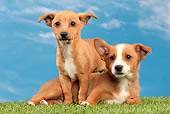 PUP 21 JE0008 01
Two Portuguese Podengo Puppies On Grass Against Blue Sky