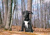 PUP 21 JN0001 01
Scottish Deerhound Puppy Leaning On Log In Woods