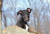 PUP 21 JN0002 01
Scottish Deerhound Puppy Sitting Among Rocks In Woods
