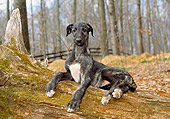 PUP 21 JN0003 01
Scottish Deerhound Puppy Laying On Log In Woods