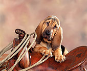 PUP 21 RK0001 05
Bloodhound Puppy On Saddle With Rope Brown Mottled Background