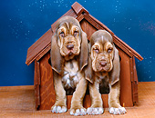 PUP 21 RK0024 17
Two Bloodhound Puppies Sitting Together In Dog House Starry Night Background