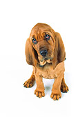 PUP 21 RK0039 05
Wide Angle Of Bloodhound PUppy Sitting On White Seamless Facing Camera