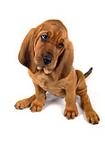 PUP 21 RK0039 21
Wide Angle Of Bloodhound PUppy Sitting On White Seamless Facing Camera