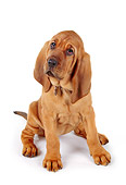 PUP 21 RK0039 25
Wide Angle Of Bloodhound PUppy Sitting On White Seamless Facing Camera