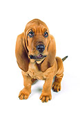 PUP 21 RK0039 27
Wide Angle Of Bloodhound PUppy Sitting On White Seamless Facing Camera