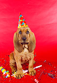 PUP 21 RK0045 04
Bloodhound Puppy Wearing Party Hat On Red Seamless
