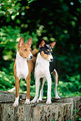 PUP 21 CE0001 01
Two Basenji Puppies Standing On Stump By Trees