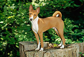 PUP 21 CE0002 01
Basenji Puppy Standing On Stump By Trees