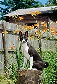 PUP 21 CE0003 01
Basenji Puppy Sitting On Stump By Flowers Fence And Building