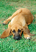 PUP 21 CE0004 01
Bloodhound Puppy Laying On Grass Facing Camera