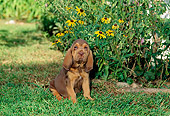 PUP 21 CE0005 01
Bloodhound Puppy Sitting On Grass By Flowers