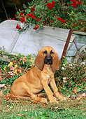 PUP 21 CE0006 01
Bloodhound Puppy Sitting On Grass By Flowers And Cart