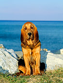 PUP 21 CE0007 01
Bloodhound Puppy Sitting On Grass By Rocks And Water