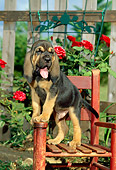 PUP 21 CE0008 01
Bloodhound Puppy Standing On Chair By Flowers And Fence